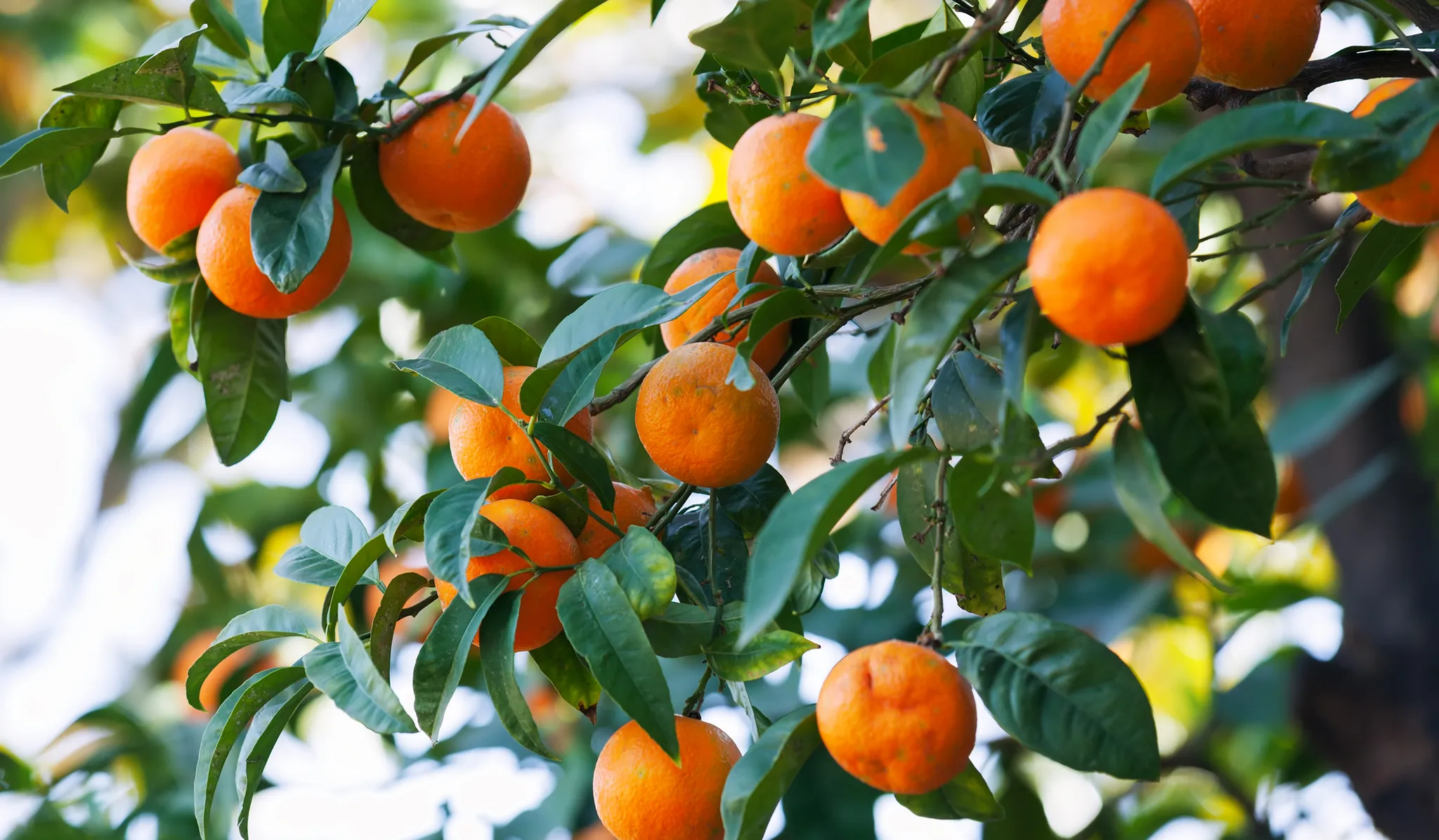 Bitter oranges ripening on a branch among dark green leaves