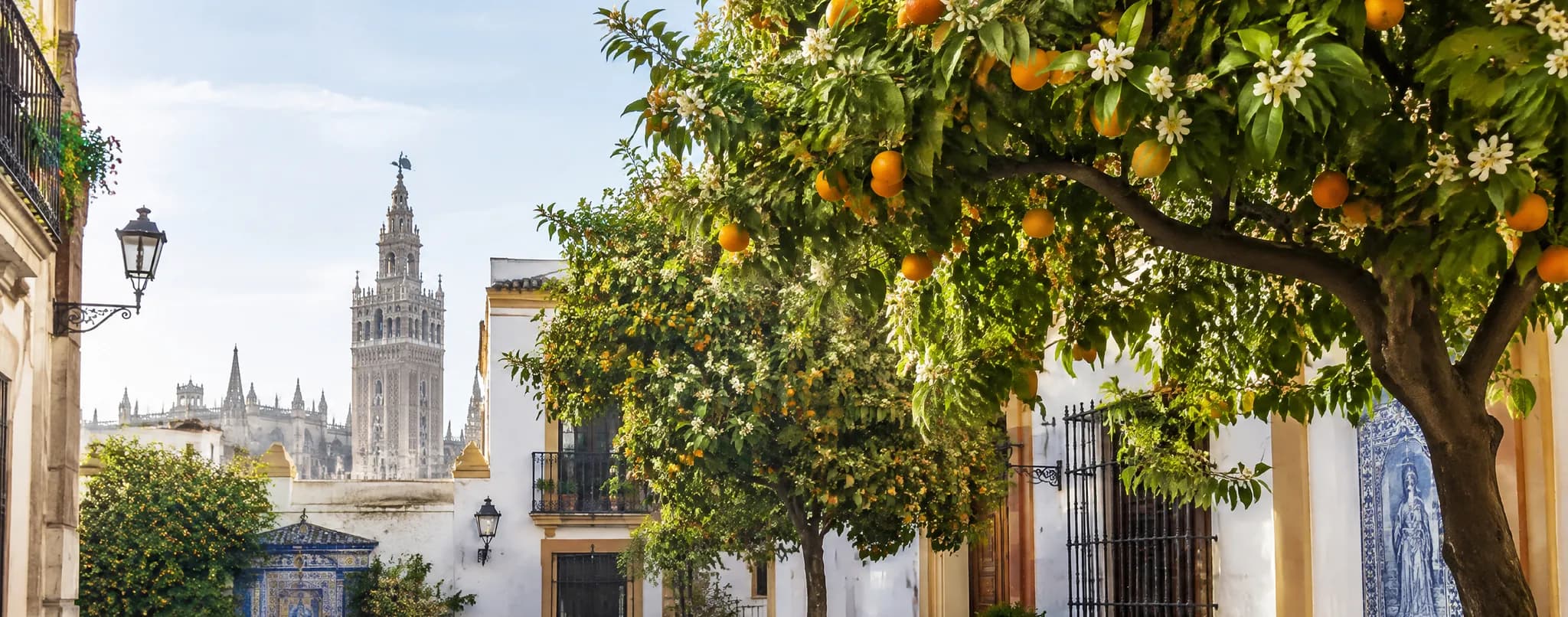 Orange trees in fruit and blossom along a street of whitewashed houses in Seville, with the Giralda and the cathedral behind