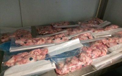 Optical doctors asked Cititravel to get 300 pigs’ eyes.
