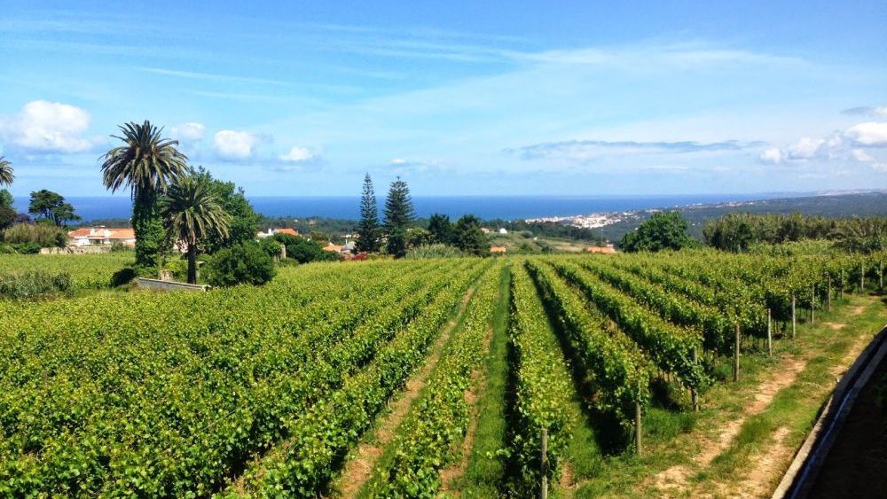 Vineyard with views out over the Atlantic Ocean